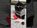 Declared War On A Helicopter: Dadabari Diaries #golgrumpygg #funnycatvideos #catsofyoutube #catreels