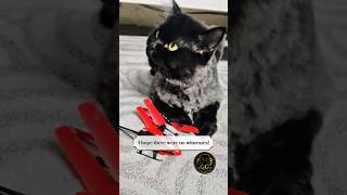 Declared War On A Helicopter: Dadabari Diaries #golgrumpygg #funnycatvideos #catsofyoutube #catreels