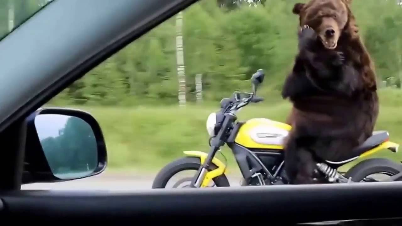 Медведь!на.трассев.России!