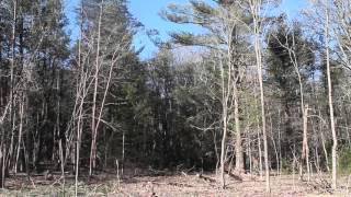 Felling a large white pine Net Worth