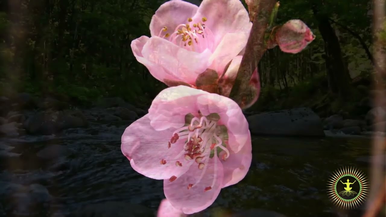 Dhyangro, Nepalese Shamanic Drum for Hypnotic meditation or self healing - Fast Beat