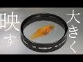 俺でも扱えたぞ。クローズアップレンズNo.10で、稚魚たちを大きく撮るぜ！【ふぶきテトラ】