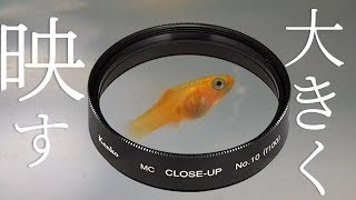 俺でも扱えたぞ。クローズアップレンズNo.10で、稚魚たちを大きく撮るぜ！【ふぶきテトラ】