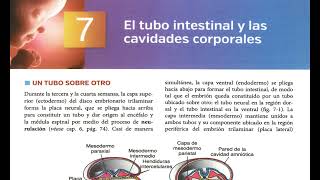 Podcast: Chapter 7 Summary – The Intestinal Tube and Body Cavities | Langman 15th Ed.