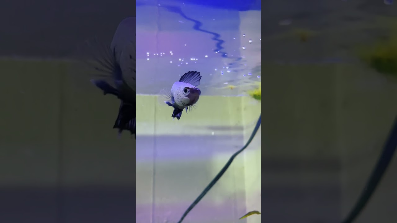 Meet My NEWEST Betta! #shorts