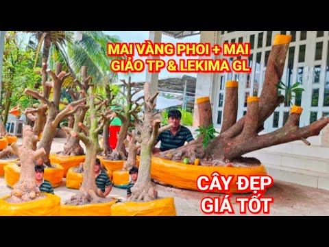 (@BÌNH #zalo_0704798882_0789498882)#Mai vàng phoi+mai giảoTP & LEKIMA GL 8/3/26 ĐC:P Thốt Nốt, TPCT 