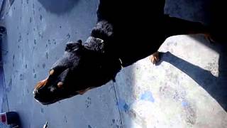 Dog goes crazy with air blower
