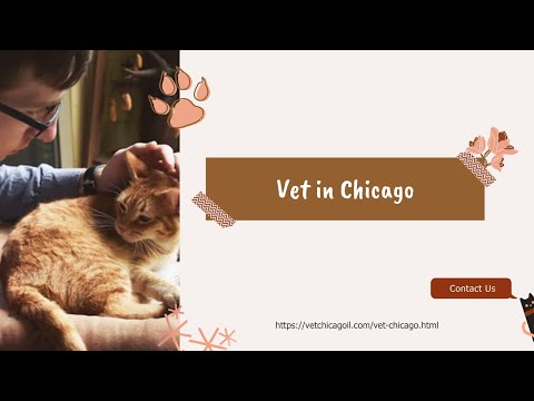 Vet in Chicago - YouTube
