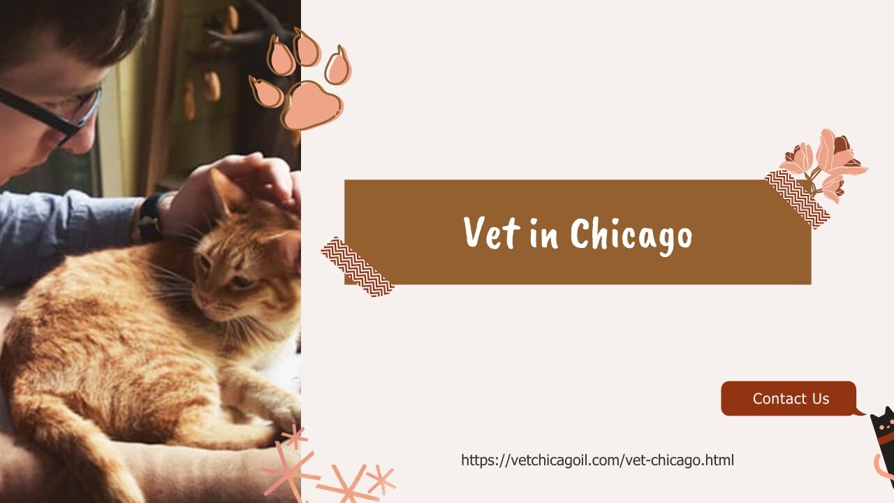 Vet in Chicago YouTube