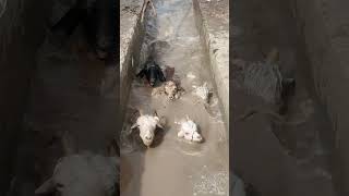 Mass Medicated Baths for 470,000 Sheep in Xinjiang’s Akqi Before Pasture Migration
