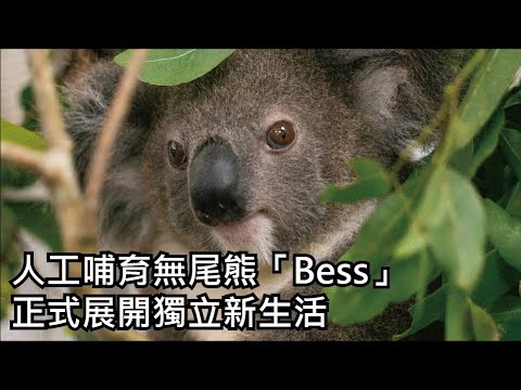 人工哺育無尾熊「Bess」 正式展開獨立新生活