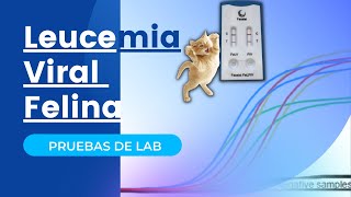 DIAGNÓSTICO DE LEUCEMIA VIRAL FELINA   [ VILEF ]