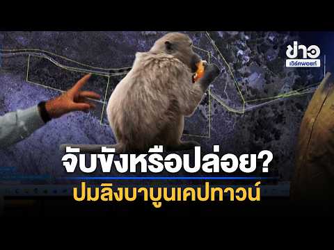 เคปทาวน์จ่อขังกรงลิงบาบูน 60 ตัว หวั่นอยู่ร่วมคนไม่ไหว