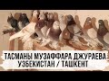 Бойные голуби Тасманы Музаффара Джураева, Узбекистан, Ташкент. Tauben. Pigeons.