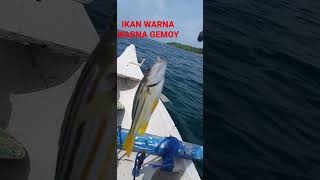 Ikan Ajaib Kena Kail