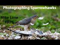 Photographing Sparrowhawks