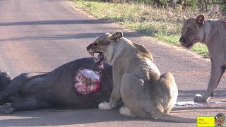 Do Not Disturb Lions Having Lunch In The Road