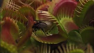 Hungry Venus Flytrap Snaps A Fly