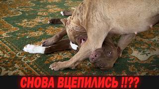 Питбули Крони и Колибри СНОВА ВЦЕПИЛИСЬ ??? !!!