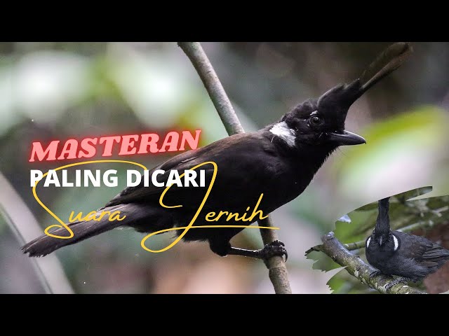 MASTERAN BURUNG KICAU TERBAIK PAGI HARI , MASTERAN BURUNG MURAI BATU class=