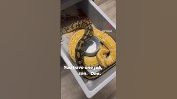 Breeding Ball Pythons 🤞 #petsnake #snake #ballpython #reptile #ballpythonbreeder