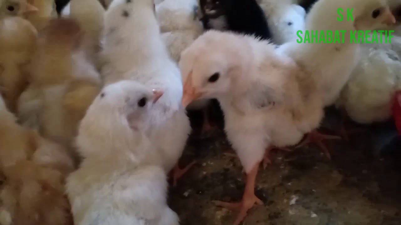 Memelihara Ayam Kampung 
