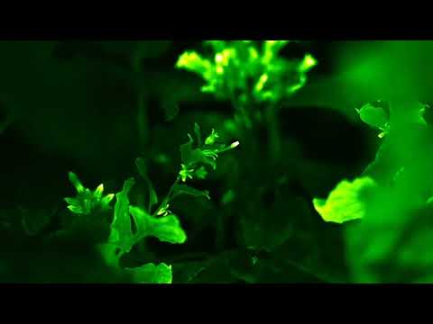 Light Bio. Glowing plants