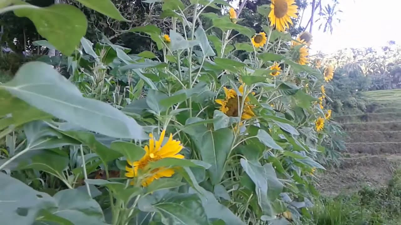 Sun Flower ng kapit-bahay namin