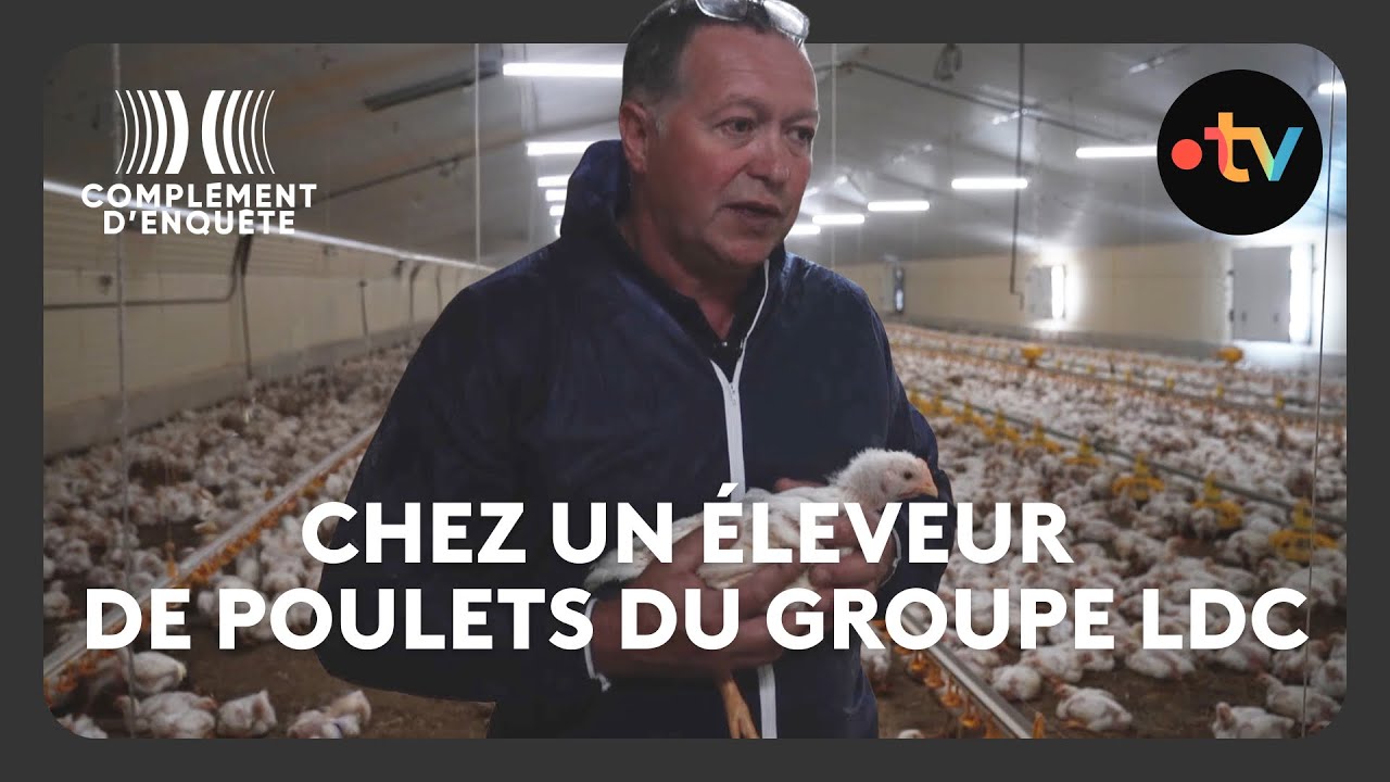 Les dessous du roi du poulet français (Loué, Le Gaulois, Maître Coq...) – Complément d'enquête