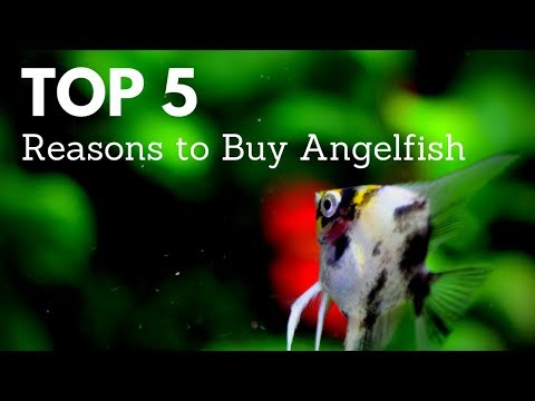 Video: 5 Fakta Om Angelfish