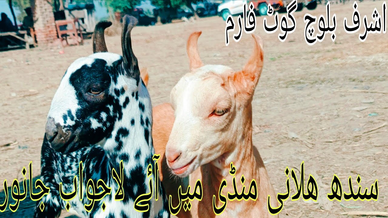 Sindh Halani Animal Market Vip Goats Beautiful Barbari Vip Tedi Qurbani janwaro ka new rate 