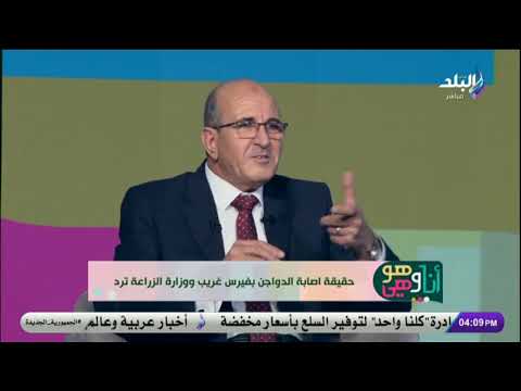 ناكل فراخ ولا فيها فيروس رئيس الثروة الحيوانية يحسم الجدل