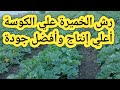رش الخميرة علي الكوسة أقوي مجموع خضري وأعلي تزهير وأعلي إنتاج للفدان 