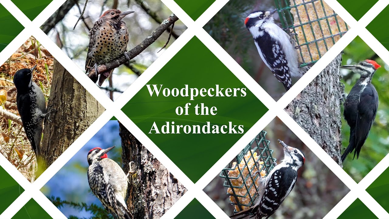 Adirondack Woodpeckers YouTube