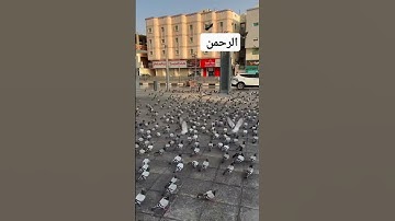 الرحمن علم القرآن خلق الإنسان #القرآن_الكريم #قرآن #اكسبلور #سورة_الكهف #سورة_الرحمن #قران #تيك_توك
