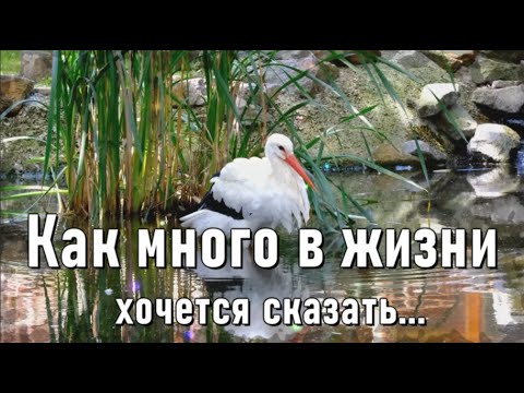 ДОБРОЕ УТРО! Как много в жизни хочется сказать. Красивые стихи. [С добрым утром]