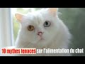 10 mythes tenaces sur lalimentation du chat part1