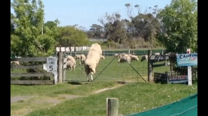 Amazing high jumping sheep! - DayDayNews