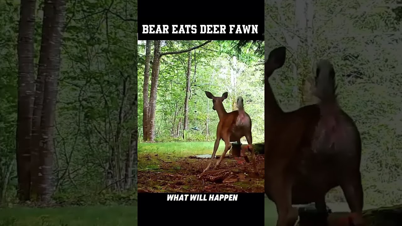 Bear Kills Fawn Why We Hunt Bears 