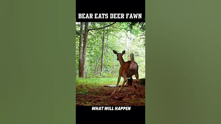 Bear Kills Fawn (Why We Hunt Bears)
