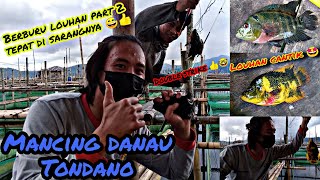 Berburu louhan cantik part 2 Mancing danau Tondano || Sarangnya ikan louhan #Mancingdanautondano