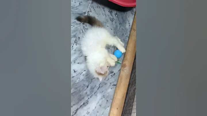 Video 5288221: kitten maine coon meow, tiny maine coon kitten, cute maine coon kitten, funny maine coon kitten, cute kitty playing