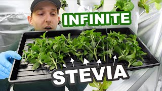 How to Grow Stevia Plant Clones In Rockwool | 3 Easy Steps by Rochester Microgreens 300 views 2 months ago 4 minutes, 46 seconds