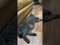 Лежим Лёжа #кот #британскийкот #мачо
