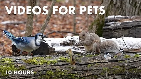 Video 4123011: canadian forest, forest animals, pets, cat