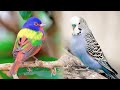 دنیا کے سب سے خوبصورت پرندے | Most Beautiful Birds On Planet Earth || (Part 2) || #MazharTv