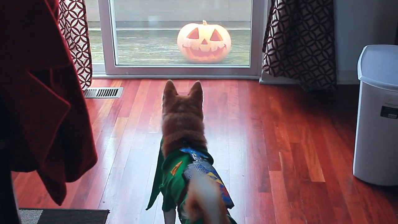 Shiba Inu Afraid Of A Jack O Lantern