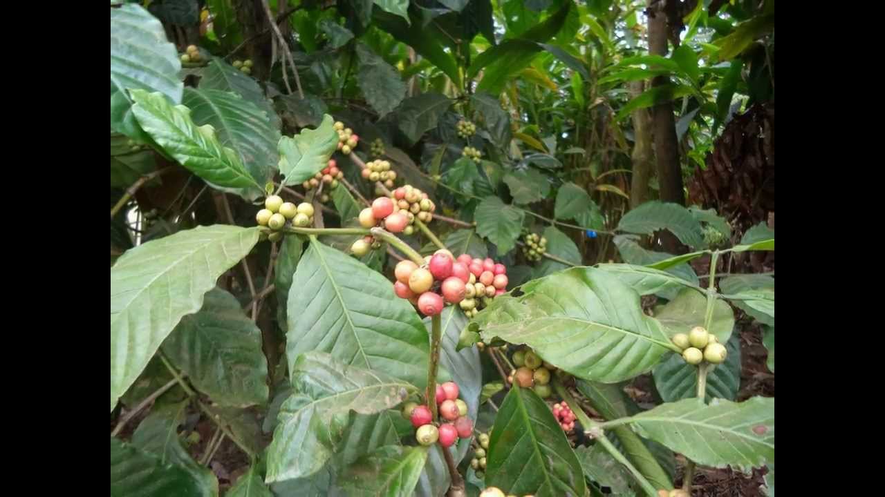 KeralaSpice Garden Of Thekkady YouTube