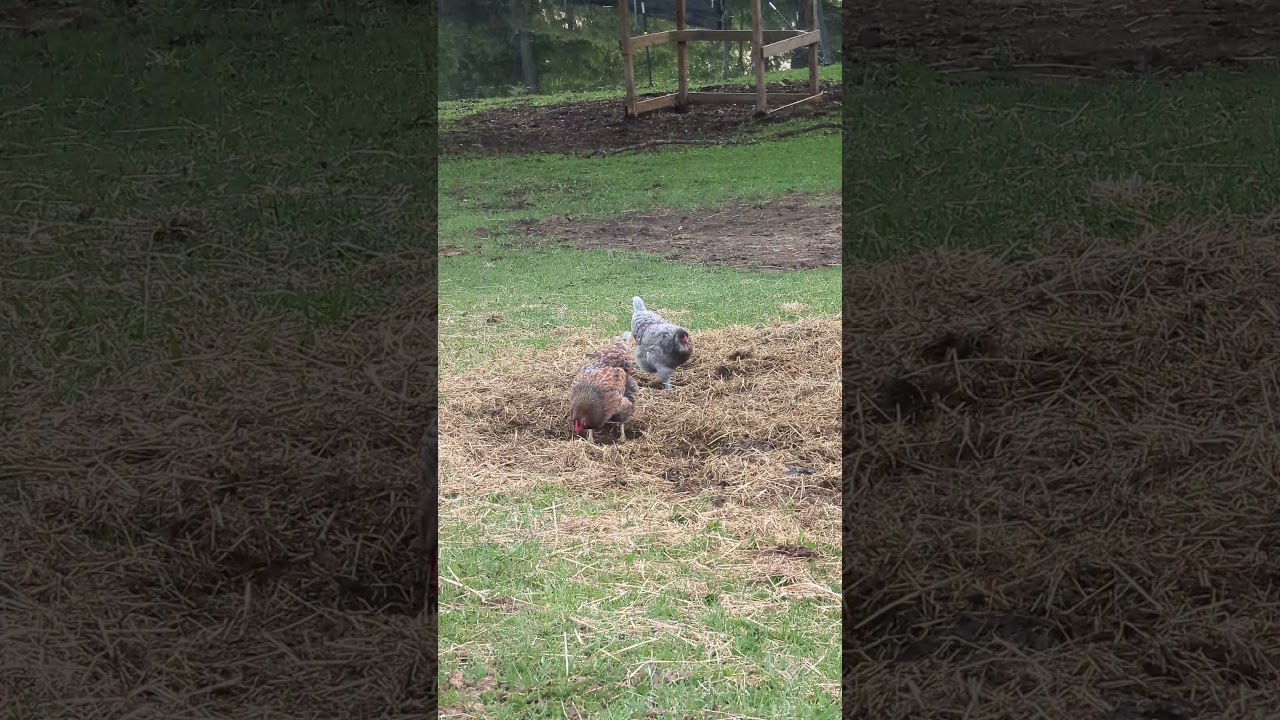 chickens and cows