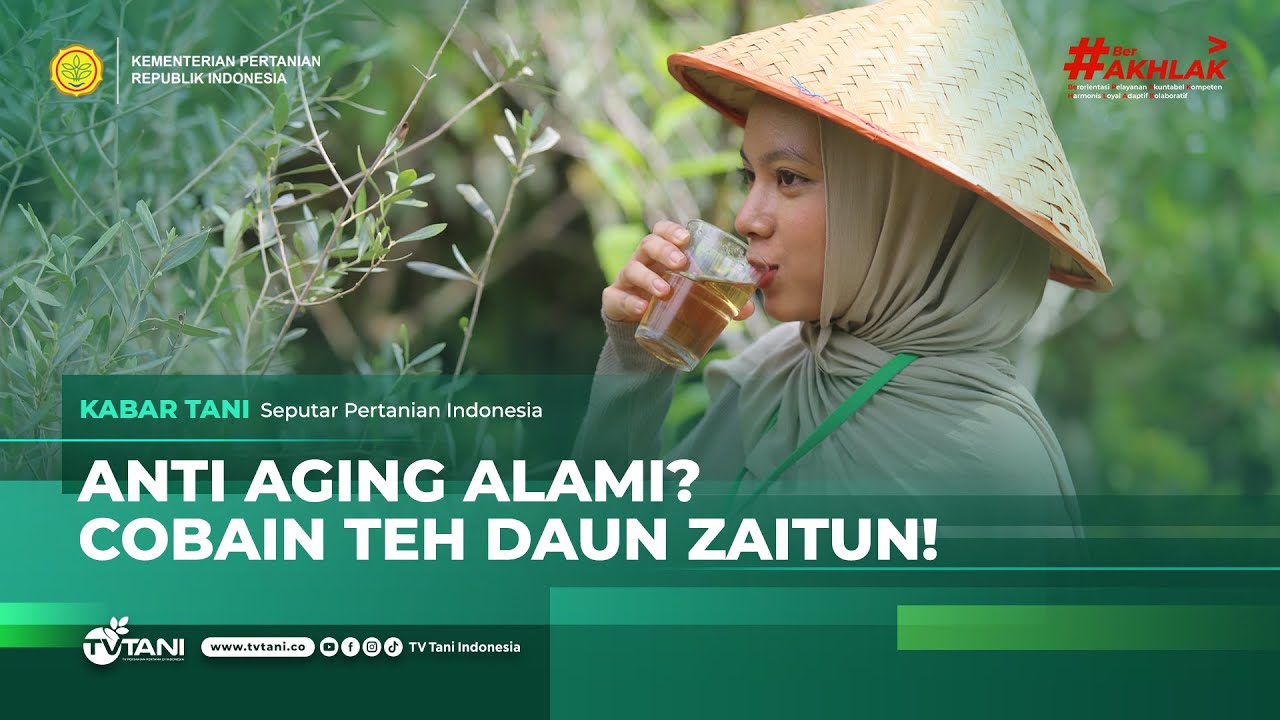 Intip Rahasia Teh Zaitun ala One Home Farm